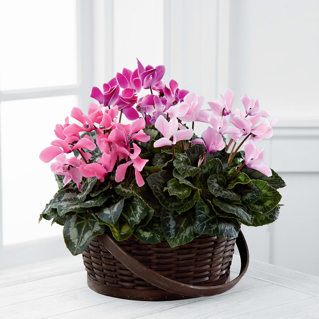 Mixed Cyclamen Planter – Forever Flowers, Fords NJ