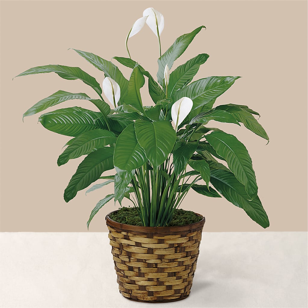 Tranquil Moments Peace Lily Plant – Forever Flowers, Fords NJ