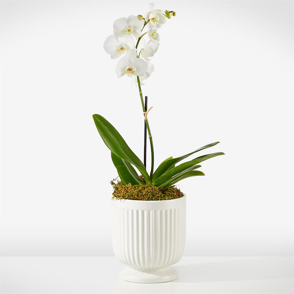 Whispering White Orchid – Forever Flowers, Fords NJ