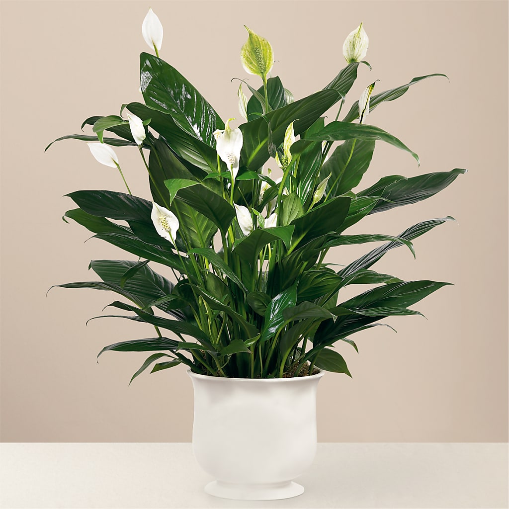 Comfort Planter – Forever Flowers, Fords NJ