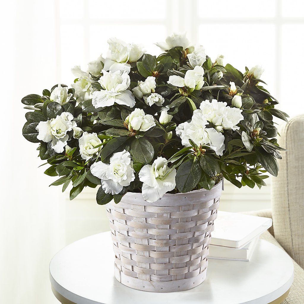 White Azalea Plant – Forever Flowers, Fords NJ