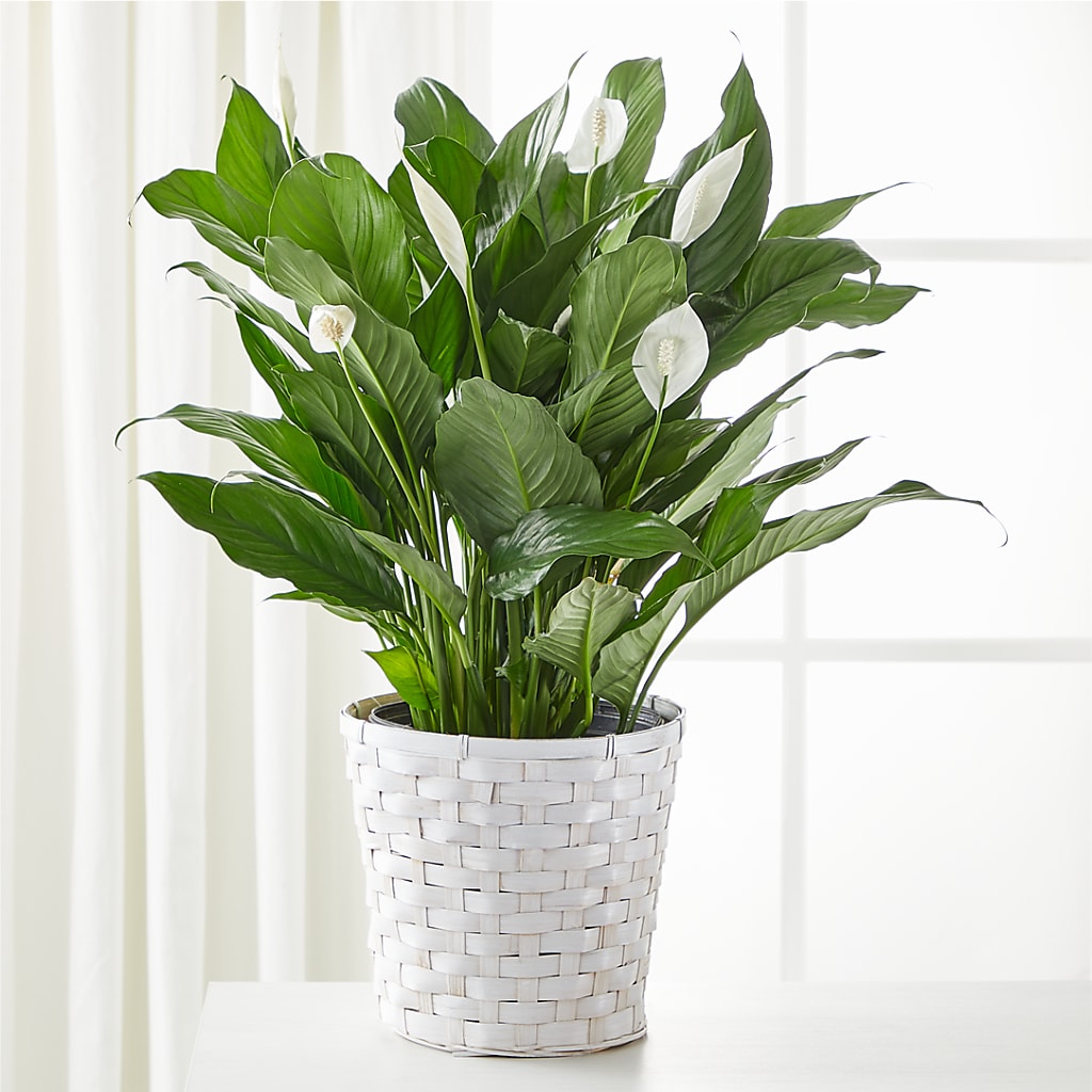 A New Leaf Peace Lily – Forever Flowers, Fords NJ