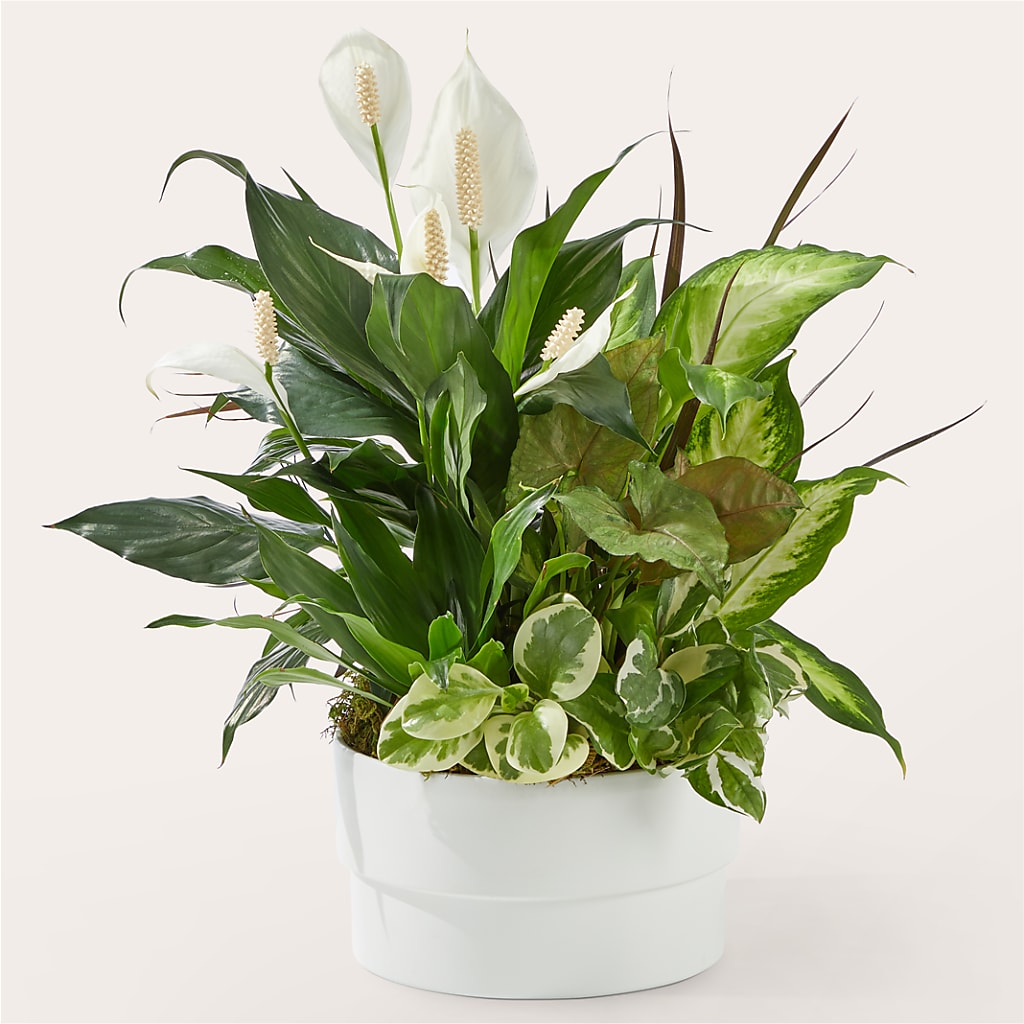 Radiating Positivity Dishgarden – Forever Flowers, Fords NJ