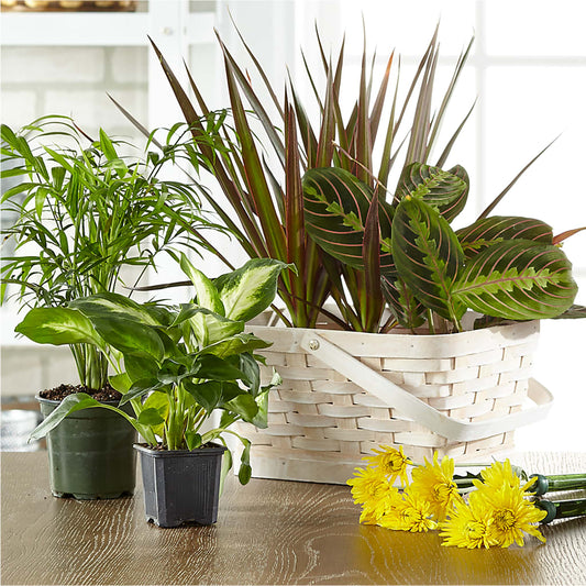 Florist Designed Blooming and Green Plants in a Basket –  Forever Flowers, Fords NJ
