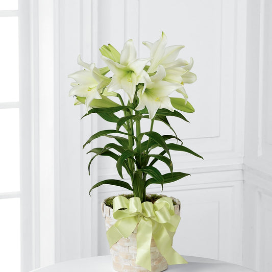 Easter Lily Plant –  Forever Flowers, Fords NJ