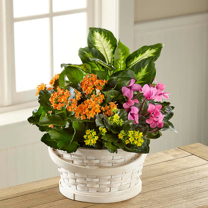 Color Crush Dishgarden –  Forever Flowers, Fords NJ