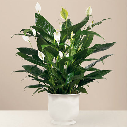 Comfort Planter –  Forever Flowers, Fords NJ