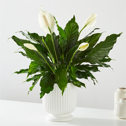 Comfort Planter –  Forever Flowers, Fords NJ