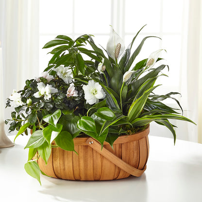 Serene Dishgarden –  Forever Flowers, Fords NJ