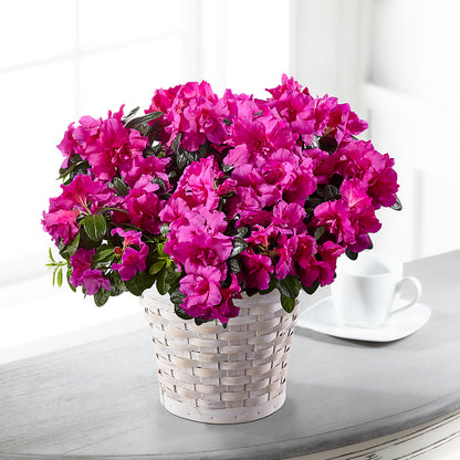 Hope & Serenity Azalea Plant –  Forever Flowers, Fords NJ