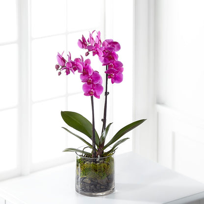 Pink Orchid Plant –  Forever Flowers, Fords NJ