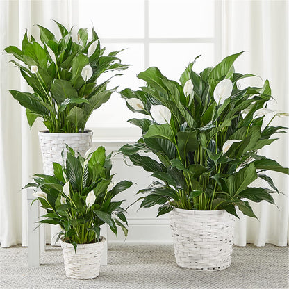 A New Leaf Peace Lily –  Forever Flowers, Fords NJ
