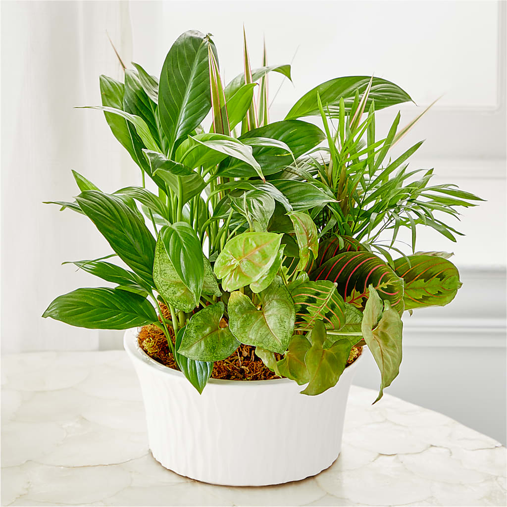 Balance & Harmony Dishgarden –  Forever Flowers, Fords NJ