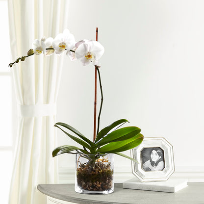 White Orchid Planter –  Forever Flowers, Fords NJ